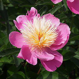 Paeonia lactiflora Bowl of Beauty